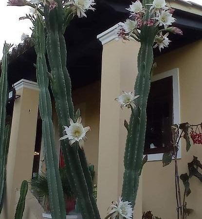 Roula'S House Villa Nymfai Екстериор снимка